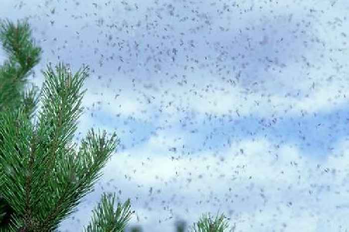 Warning to 'keep windows and doors' shut as flying ants hit UK