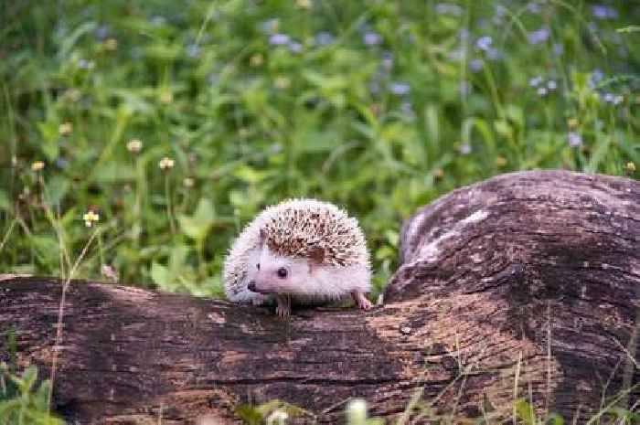 Gardeners urged to make four changes to help save hedgehogs from heat