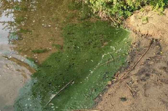 Health warning at Surrey ‘beach’ as algae sparks ‘do not swim’ warning