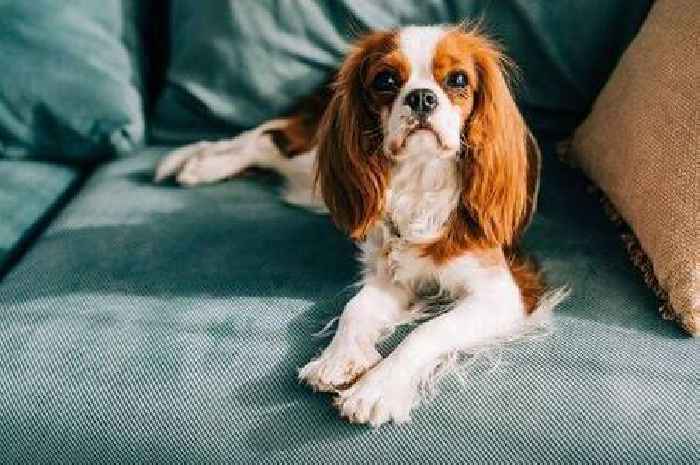 'I'm a dog trainer – there's specific rules to follow when letting pets on sofa'