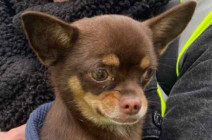 Chihuahua rescued from fire-hit Perth tenement two weeks after blaze