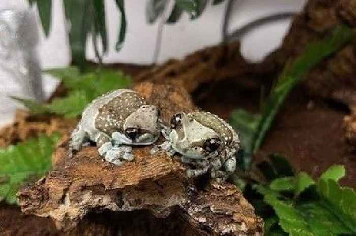 New froglets leap into the world at Amazonia in M&D’s