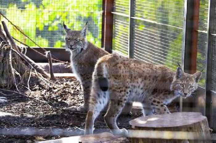 Runaway lynx rescued after illegal release in Highlands named by local kids