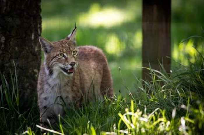 Three lynx rescued in Highlands named by local primary school and charity