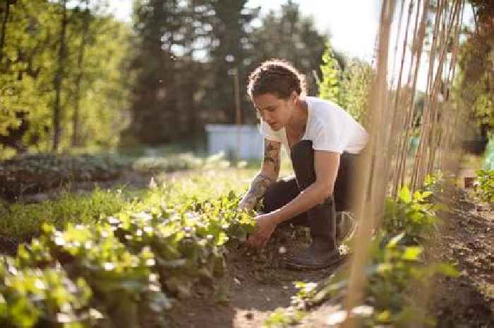 Gardening expert urges immediate action if plants show 'sneaky' soil sign