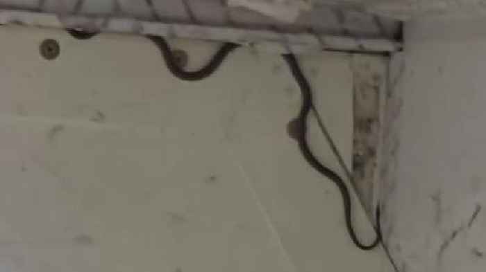 Snake on a plane! Flight delayed for two hours as catcher comes to the rescue