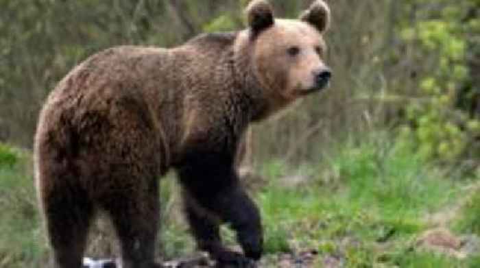 Bear kills motorcyclist in Romanian mountains