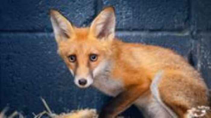 Fox cub saved after being found choking in football net