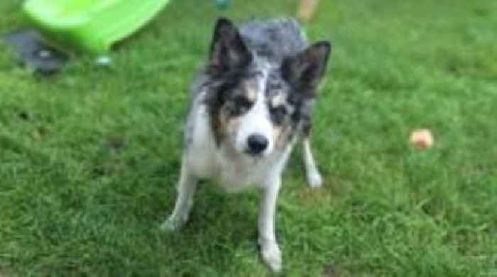 Barking dog Freckles 'saved my life from fire'
