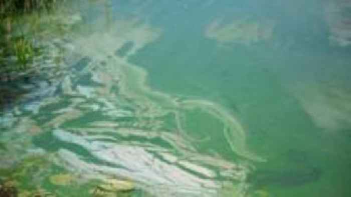 Dogs banned from lake as blue-green algae spotted