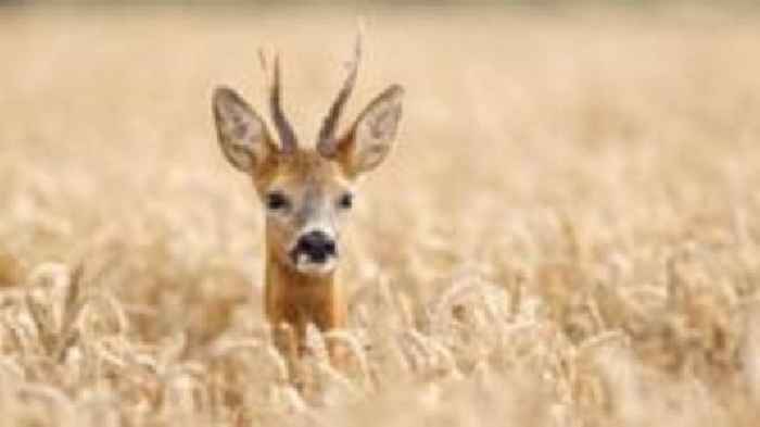 Where are you at most risk of hitting a deer in Scotland?