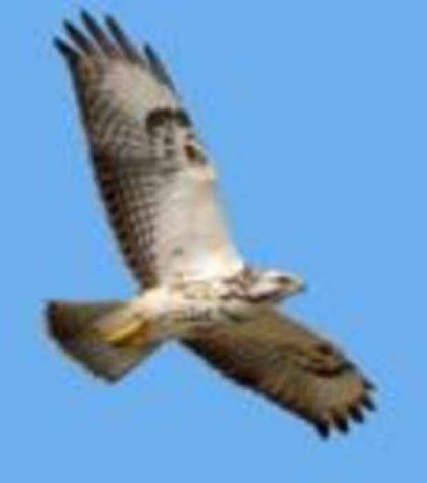 Dive-bombing buzzard cancels race