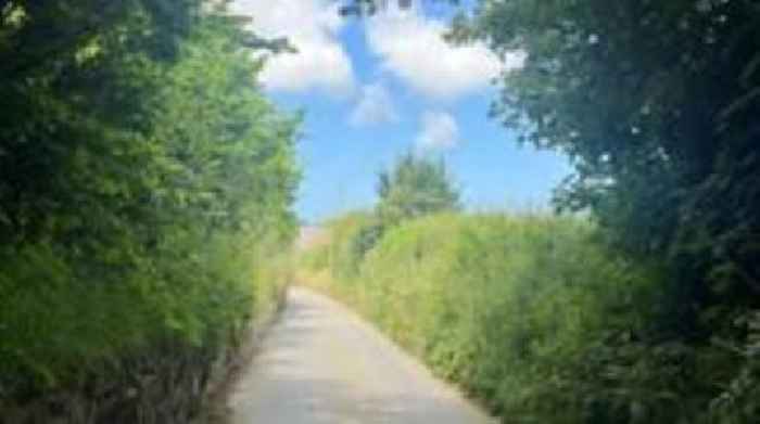 Why annual hedge cutting is a balancing act