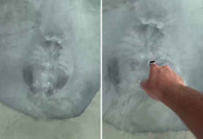 You Can Draw Graffiti on a Stingray With Your Fingers