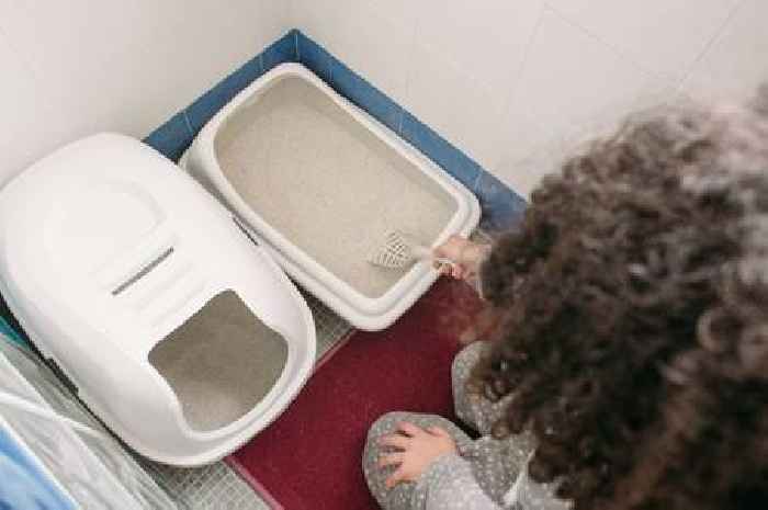 Vet shares reason cats pee around the house and 6 ways to stop it