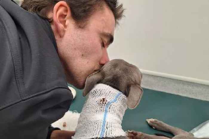 'Symptoms all dog owners should know as mine died less than a month later'