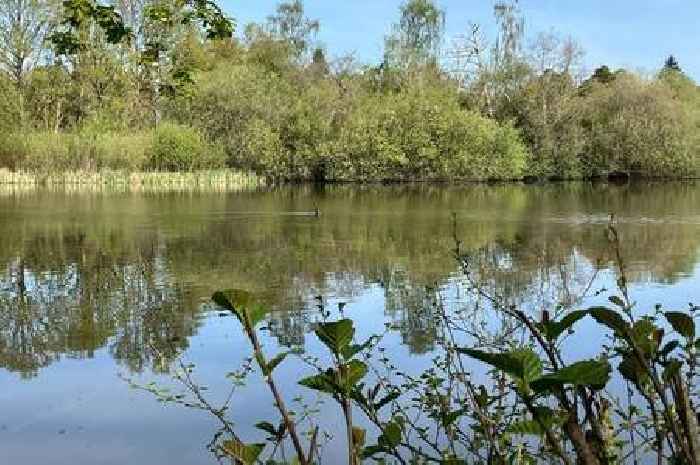 Dozens of dead fish found in lake at Stover Country Park