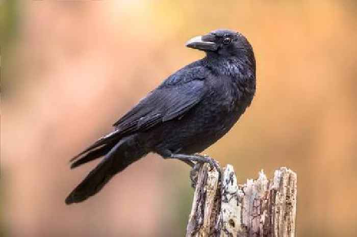 Brits urged to take action if they see crows in garden this summer