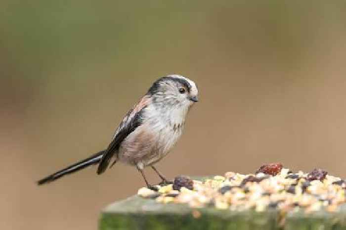 Gardeners told to sprinkle chilli powder in garden this July
