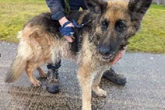 Birmingham dog owner banned after claiming he didn't notice German Shepherd's huge cancerous tumour
