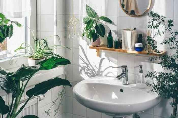 Four houseplants will 'thrive' in bathroom and spruce up space