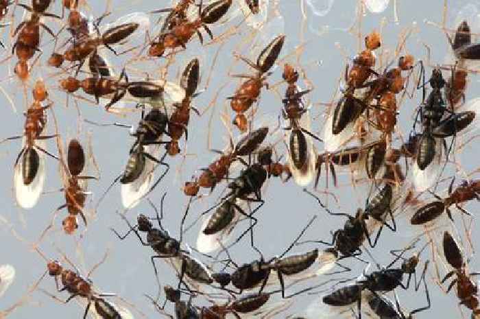 Flying Ant Day 2025: How to keep insects out of your home this summer