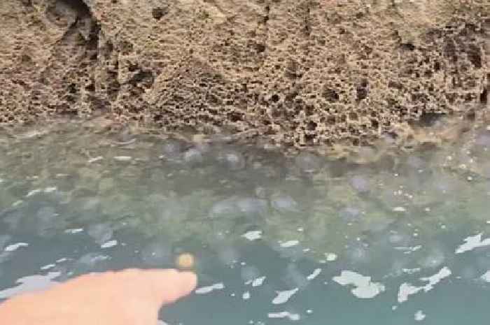 Swarm of jellyfish with painful sting seen in Devon, and more are coming