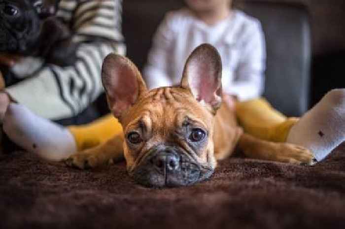 Vet urges owners of five specific dog breeds to be on high alert this summer