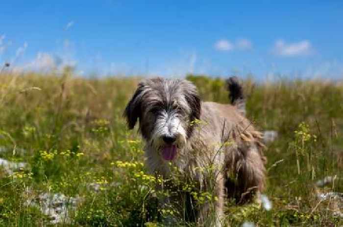 Most expensive dog breeds ever as one adorable pooch costs £16,000 to own