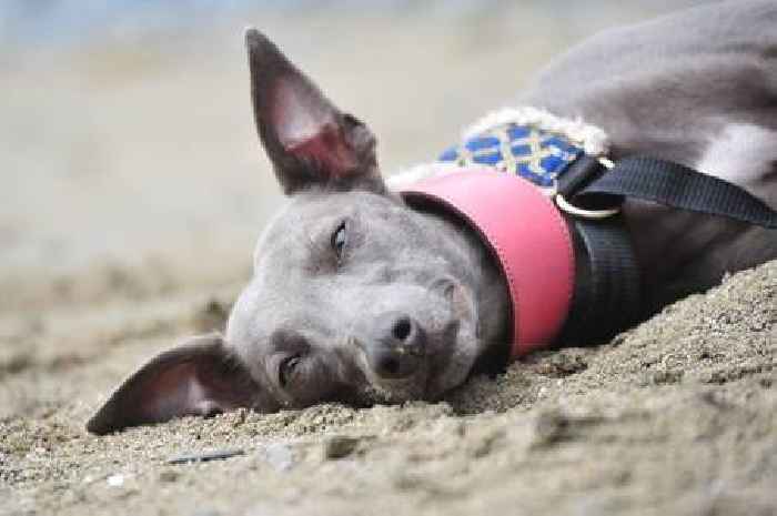 'Symptoms of disease that made my happy and healthy dog die in weeks'