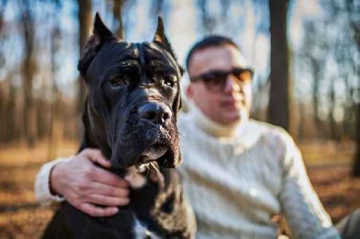 Five of the worst dog breeds for first-time owners including aggressive canine