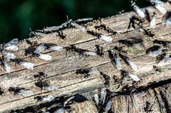 Flying ant day 2025 'worst ever' - how to stop the entering your home