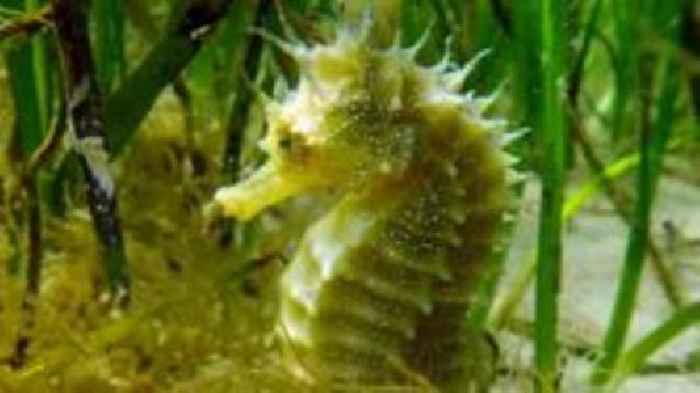 Rare seahorse numbers reach post-pandemic high