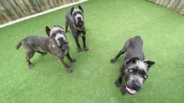 Mutilated pets import ban bill set to become law