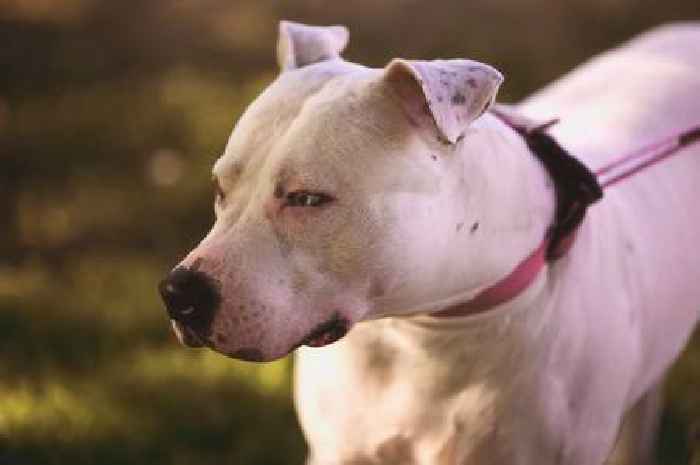 Woman's life-changing gift turns out to be banned breed of dog