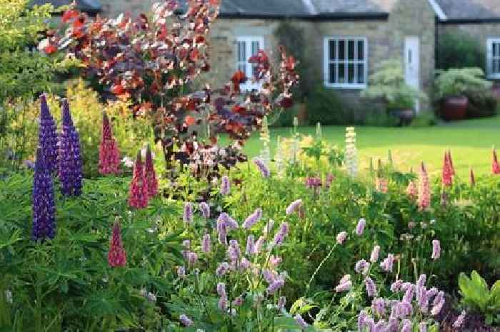 Keep pests at bay by attracting 1 type of insect to your garden