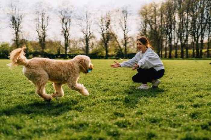 Vet issues alert to all pet owner to watch for these seven signs this summer