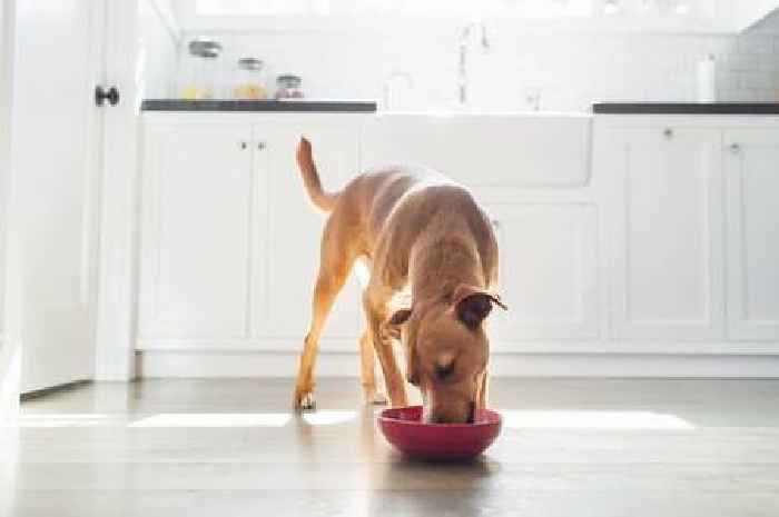 Feeding dogs one human food could help them live longer says canine nutritionist