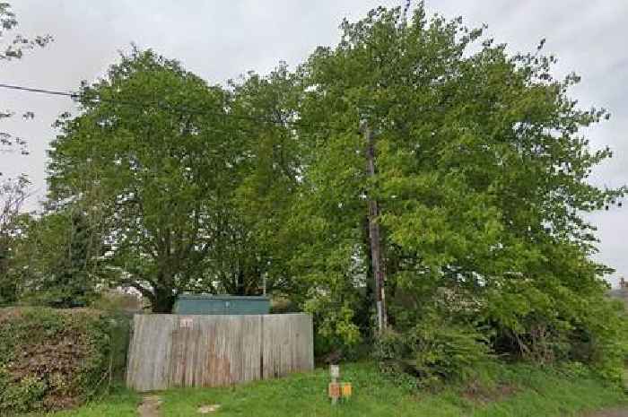 Village trees saved from axe