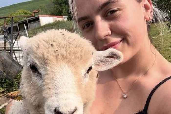 Farmer says her lamb was shot dead in random attack