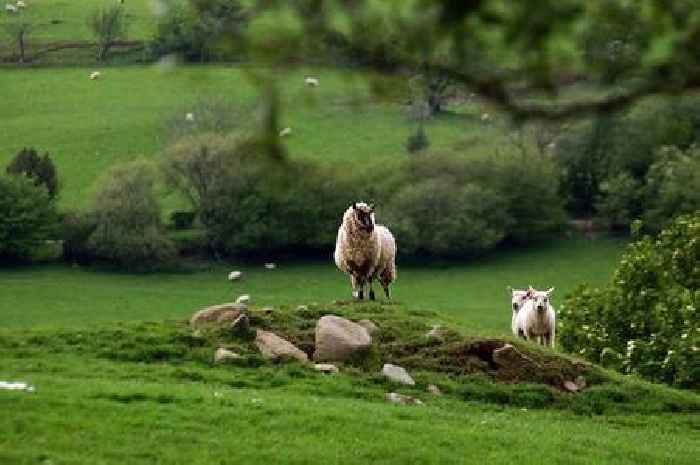 Police appeal after 85 sheep stolen from field in Wales
