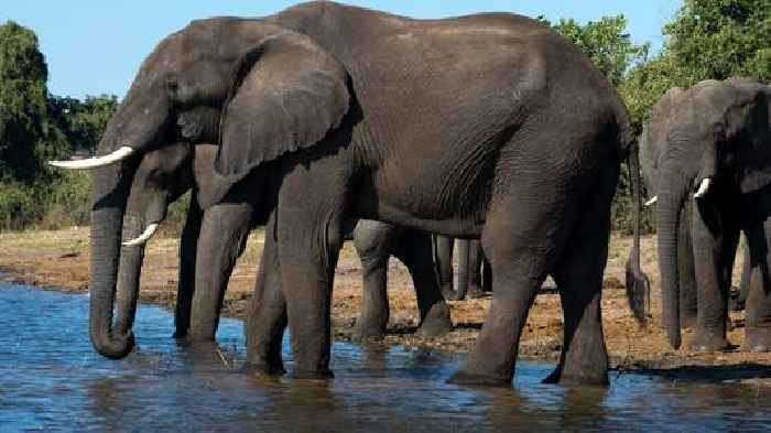 Elephant kills two people including British woman
