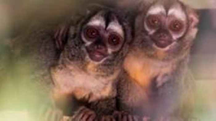 Zoo visitors have chance to see nocturnal monkeys