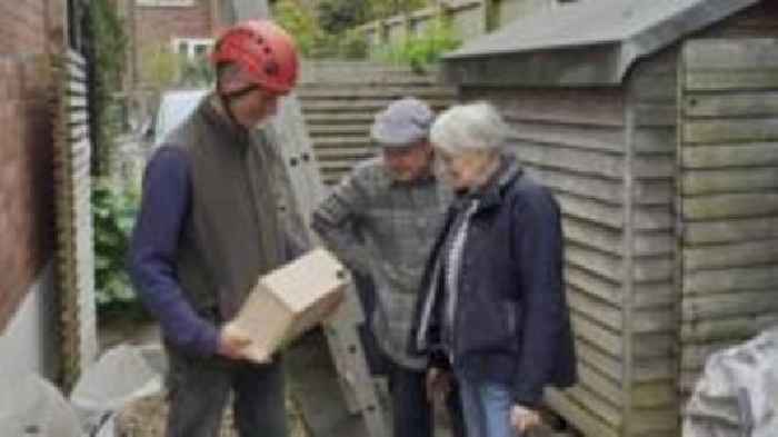 Swift-watching volunteers sought across region