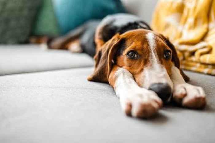 People are divided over whether dogs should be allowed on household furniture