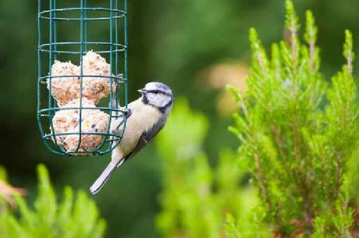 Gardeners warned to avoid putting out popular food for birds in summer