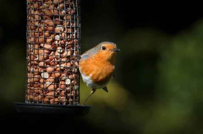 How to attract more robins into your garden this summer