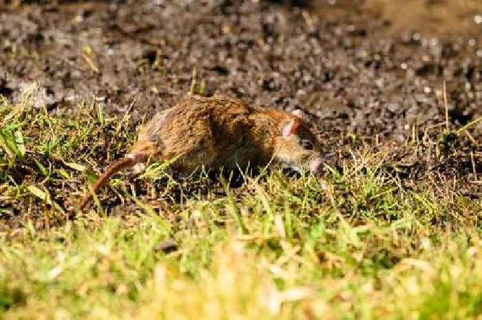 Rats will run away from your garden if you plant one thing they hate