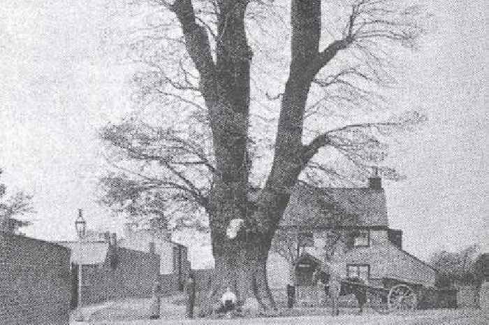 The mysterious Cheltenham tree surrounded by legends of death, smug lords, and witchcraft