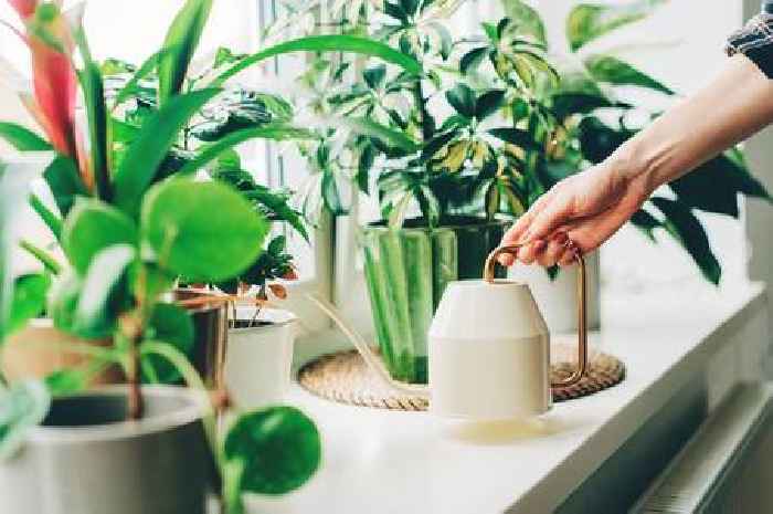 Households with a fan issued warning - your house plants could be dying